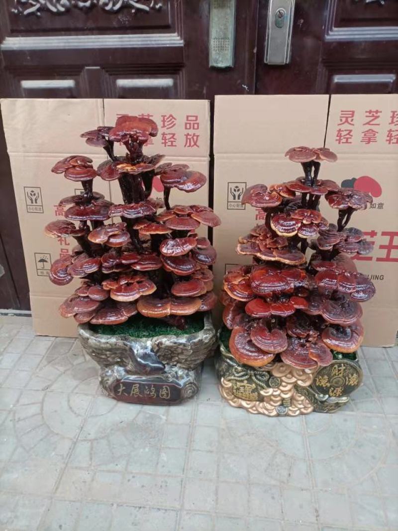 灵芝盆景，基地供应，一手货源，长期供应大小棵样式齐全