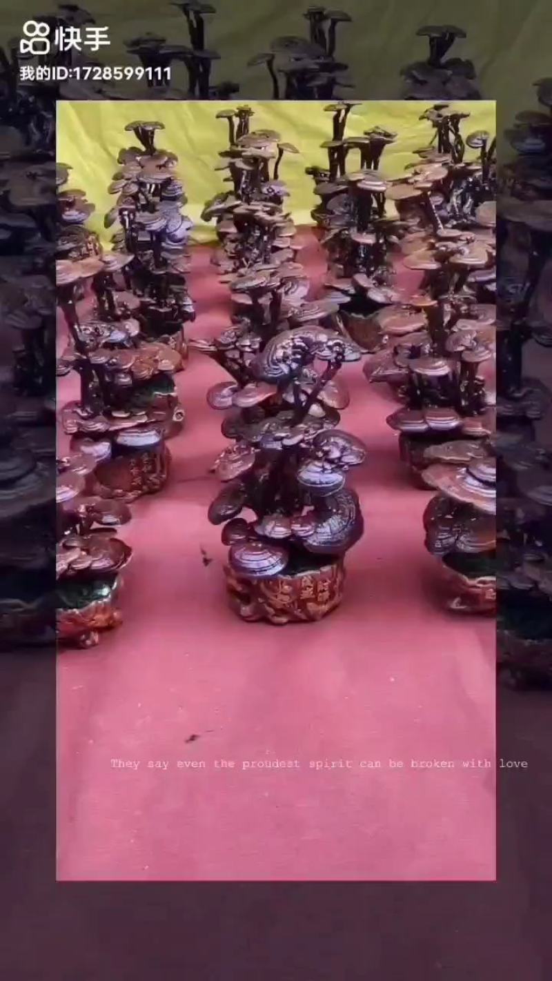 灵芝盆景，基地供应，一手货源，长期供应大小棵样式齐全