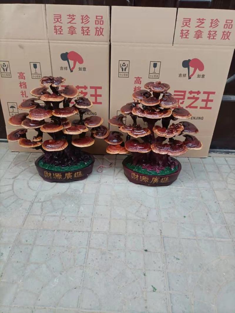 灵芝盆景，基地供应，一手货源，长期供应大小棵样式齐全
