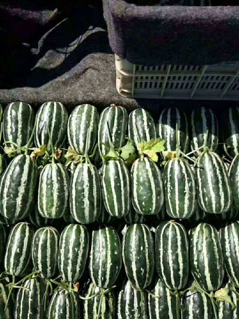 大棚博洋9甜瓜，纯沙土地大棚甜瓜。掉瓜地爬瓜品种齐全。