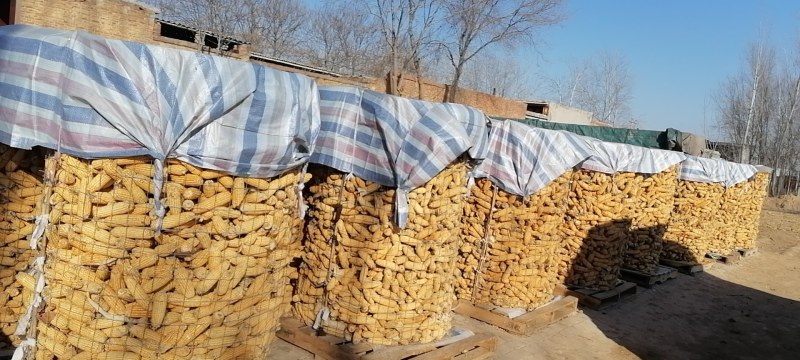 干玉米粒带轴玉米