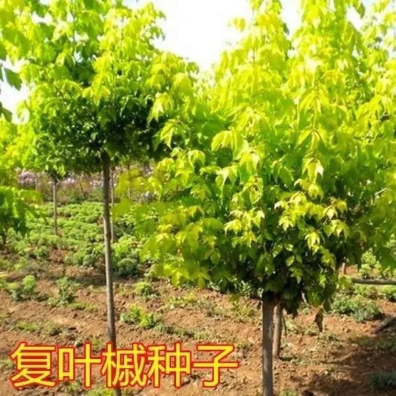 林木种子复叶槭种子糖槭种子青榨槭糖枫树复叶槭北方树种绿化