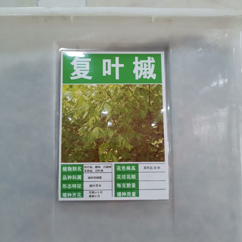 林木种子复叶槭种子糖槭种子青榨槭糖枫树复叶槭北方树种绿化