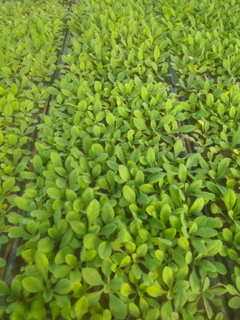 牵牛苗，矮牵牛苗，牵牛穴盘苗，矮牵牛穴盘苗