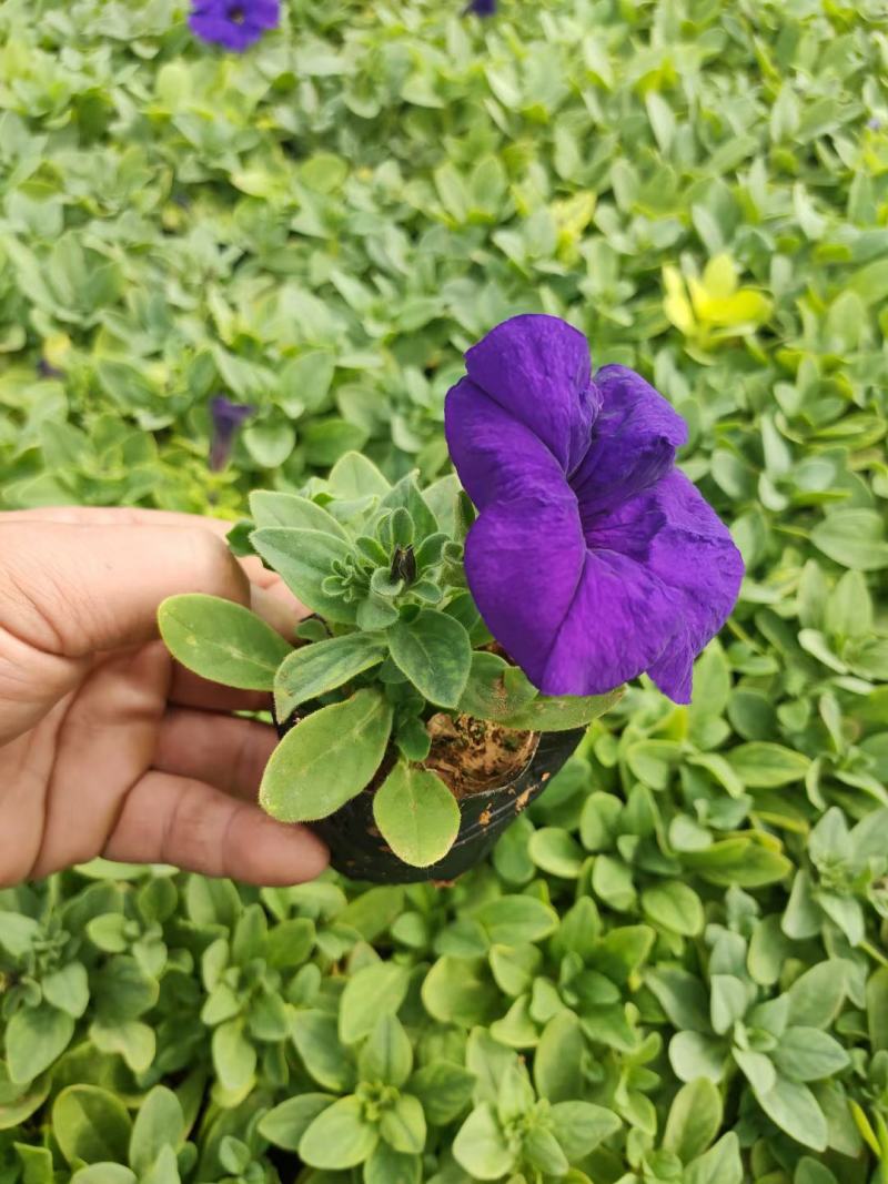 牵牛苗，矮牵牛苗，牵牛穴盘苗，矮牵牛穴盘苗