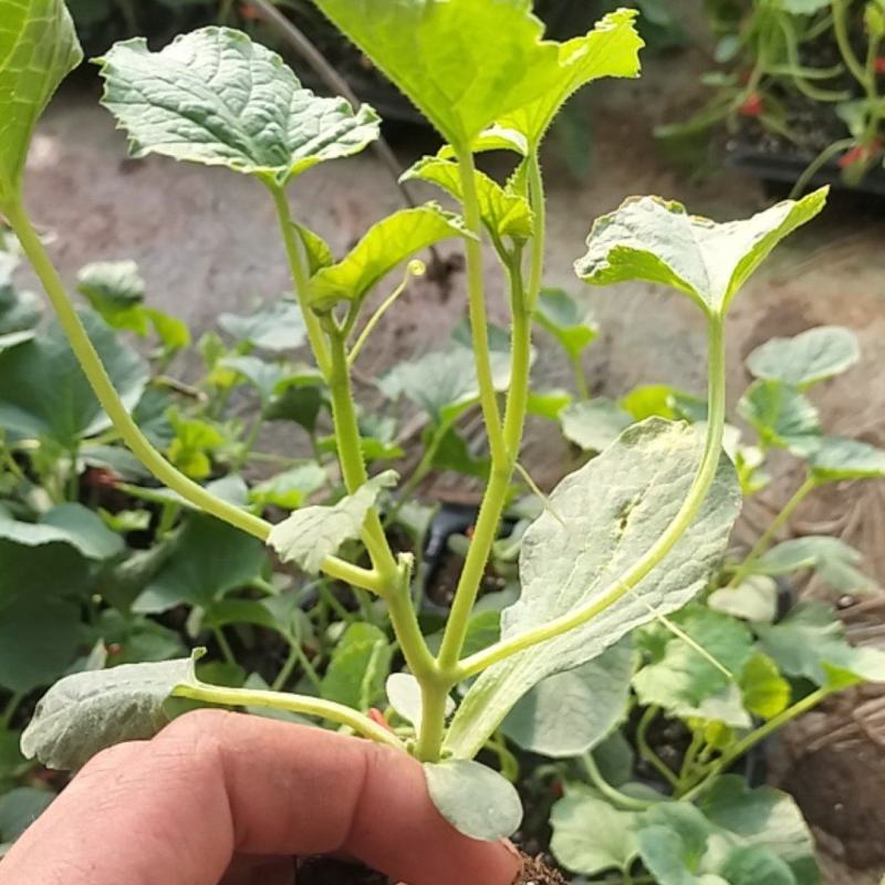 大量现货打头嫁接西瓜苗嫁接甜瓜苗质量有保证