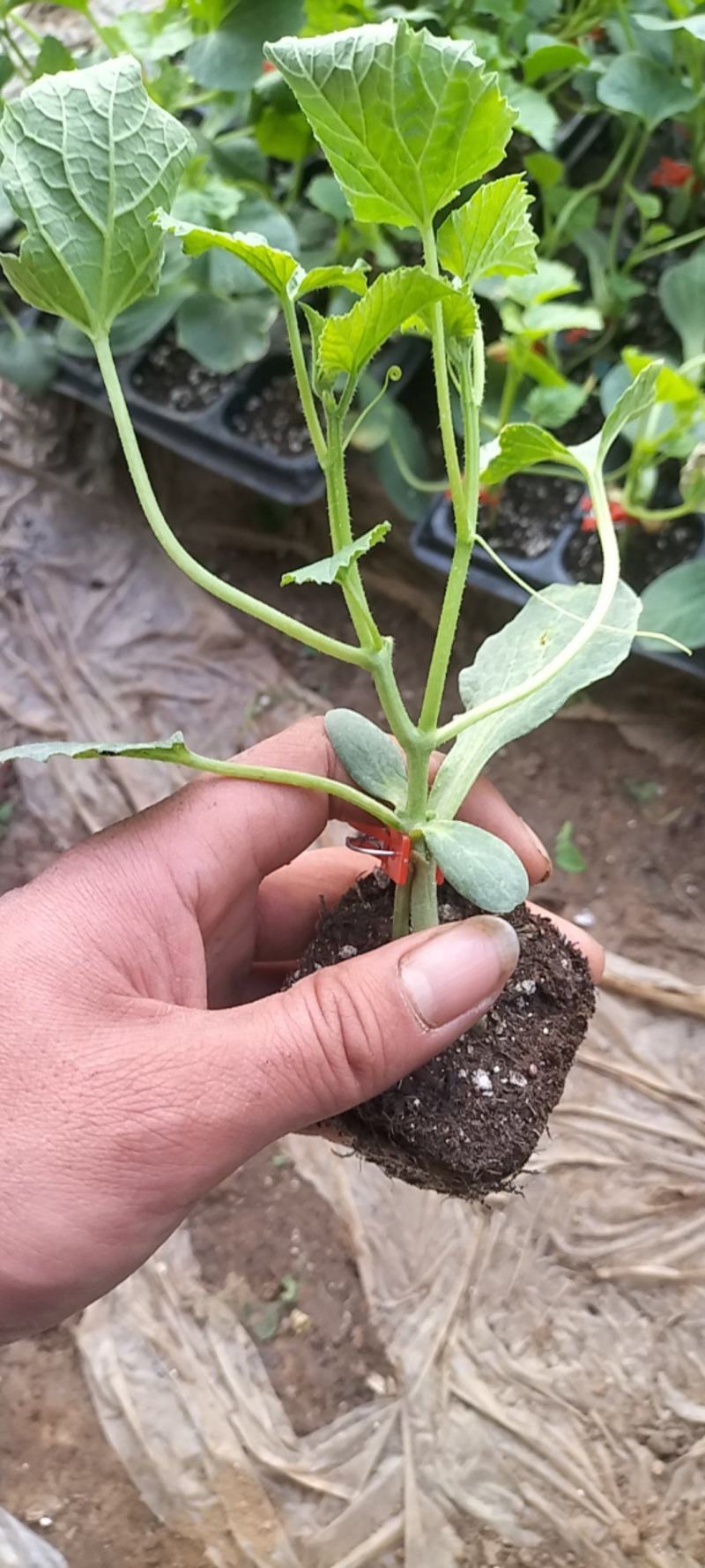 大量现货打头嫁接西瓜苗嫁接甜瓜苗质量有保证