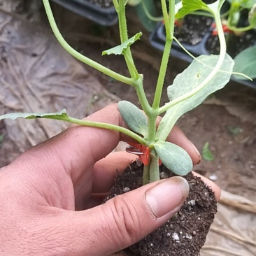 大量现货打头嫁接西瓜苗嫁接甜瓜苗质量有保证