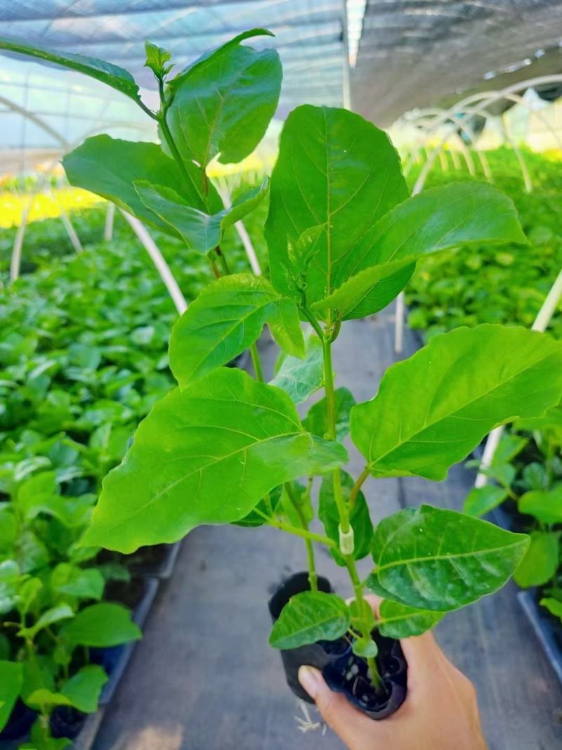 百香果苗，紫香，台农，黄金百香果芭味，大量批发