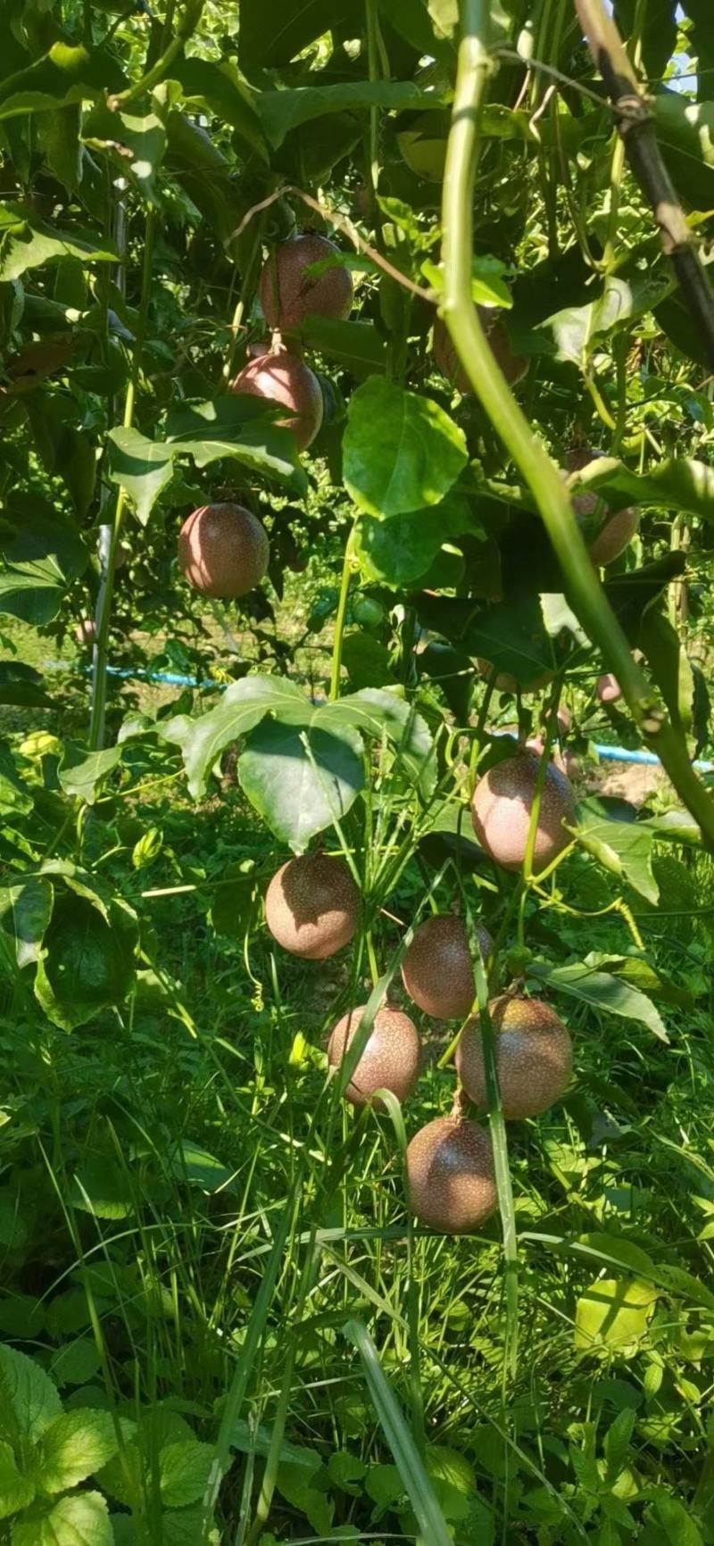 百香果苗，紫香，台农，黄金百香果芭味，大量批发