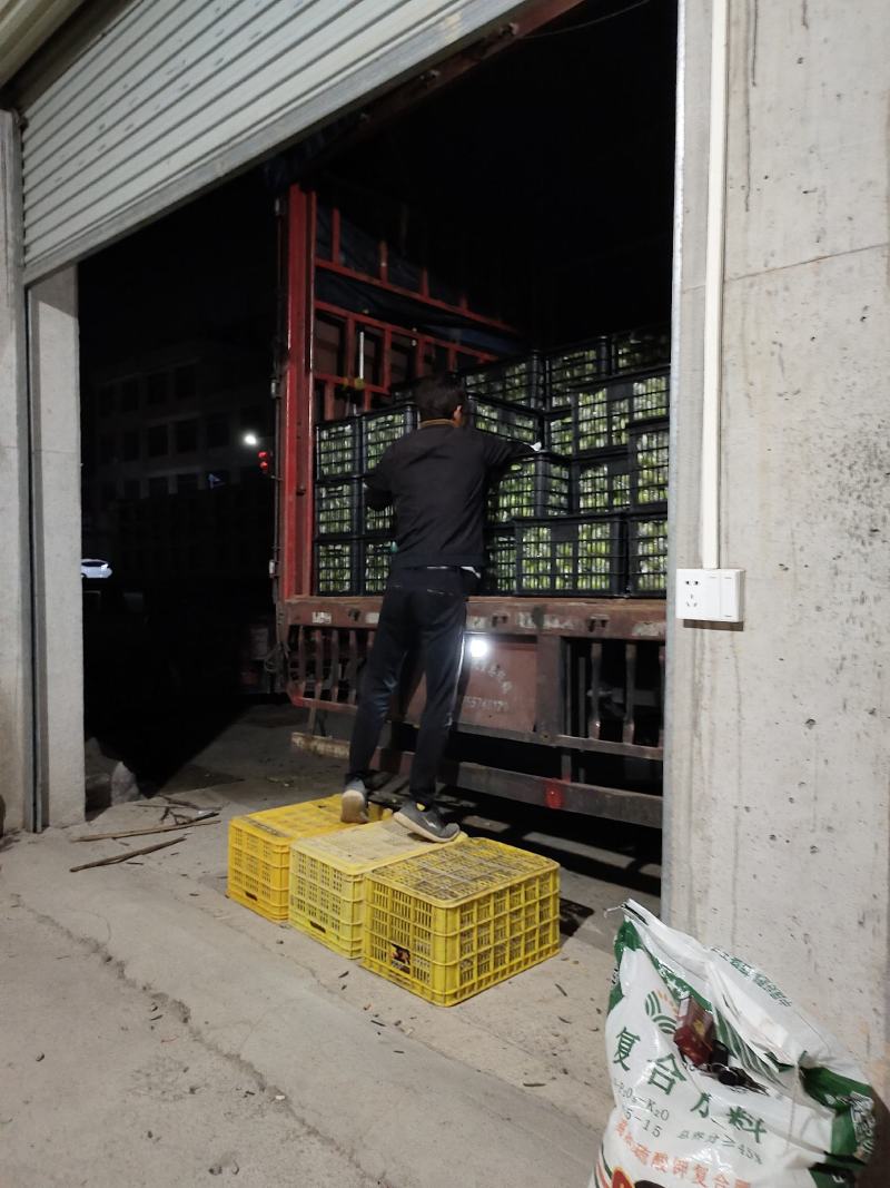台湾青枣蜜丝枣新鲜上市，产地直供，可提供代收。