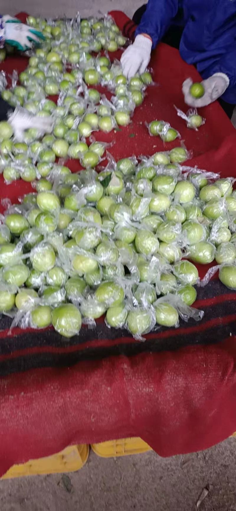 台湾青枣蜜丝枣新鲜上市，产地直供，可提供代收。