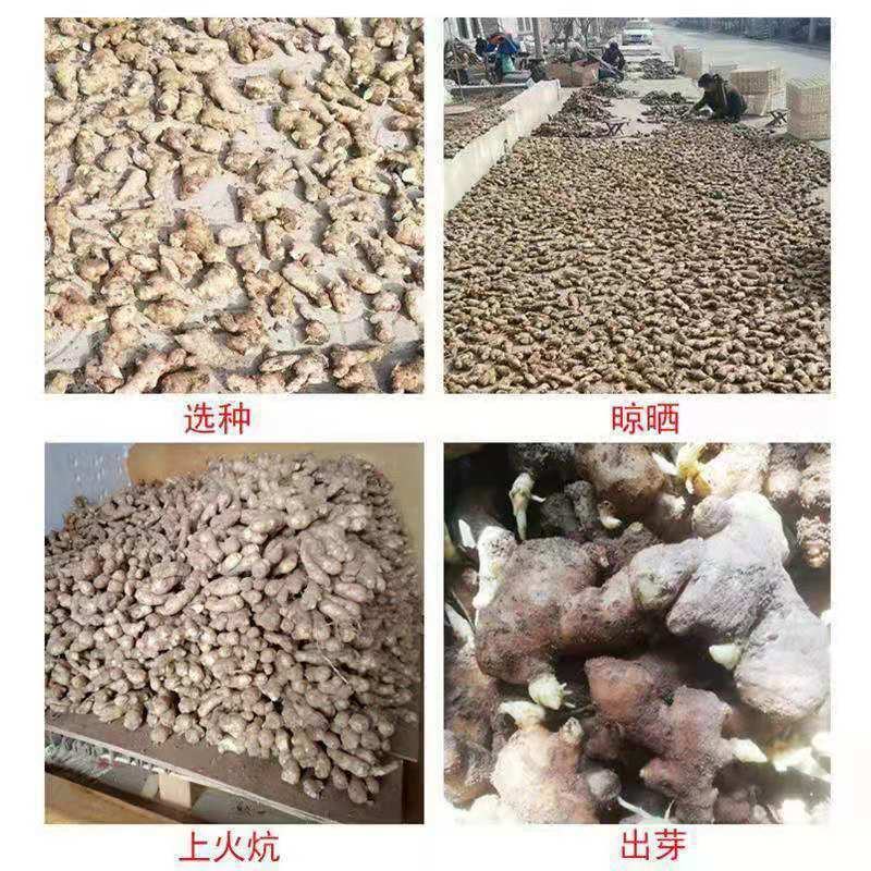 狮子头姜种（带芽）大黄姜产量高抗病毒全程技术指导