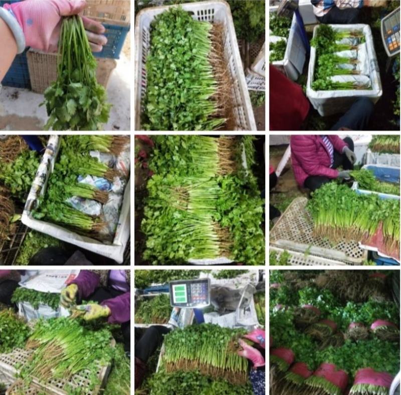 【精品】泰安精品大叶大棚香菜，正在上市中，质优价廉