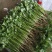 【精品】泰安精品大叶大棚香菜，正在上市中，质优价廉
