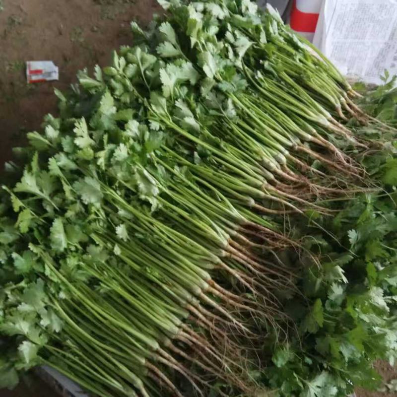 【精品】泰安精品大叶大棚香菜，正在上市中，质优价廉