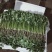 【精品】泰安精品大叶大棚香菜，正在上市中，质优价廉
