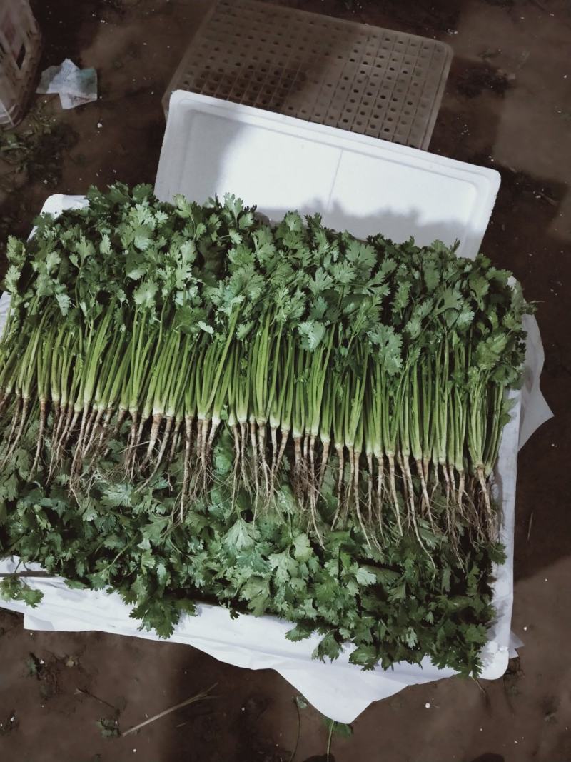 【精品】泰安精品大叶大棚香菜，正在上市中，质优价廉