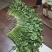 【精品】泰安精品大叶大棚香菜，正在上市中，质优价廉