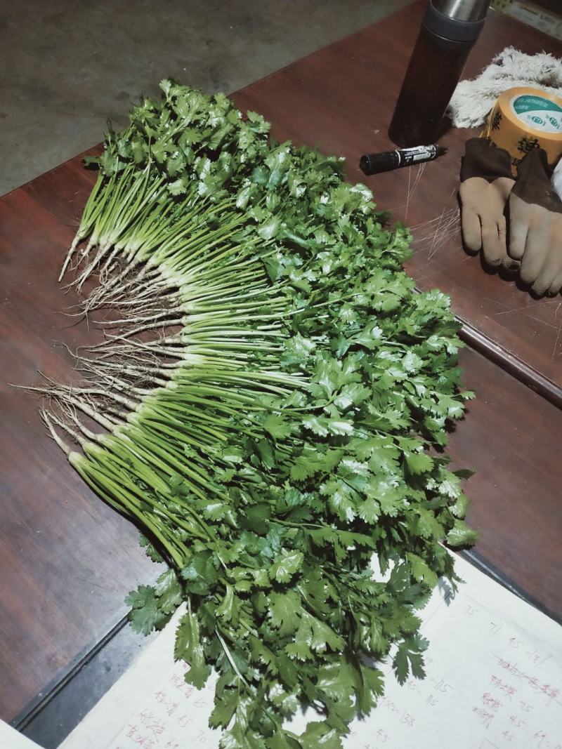 【精品】泰安精品大叶大棚香菜，正在上市中，质优价廉