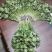 【精品】泰安精品大叶大棚香菜，正在上市中，质优价廉