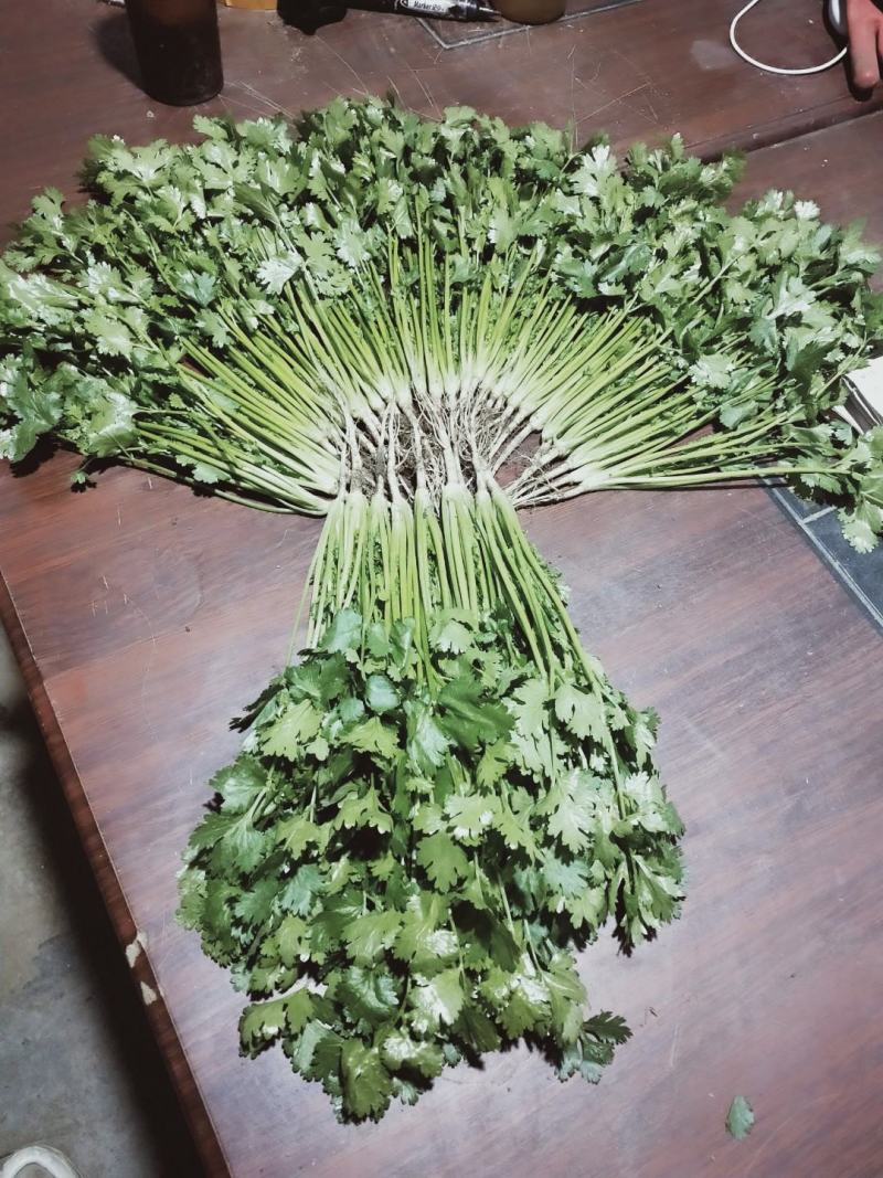 【精品】泰安精品大叶大棚香菜，正在上市中，质优价廉
