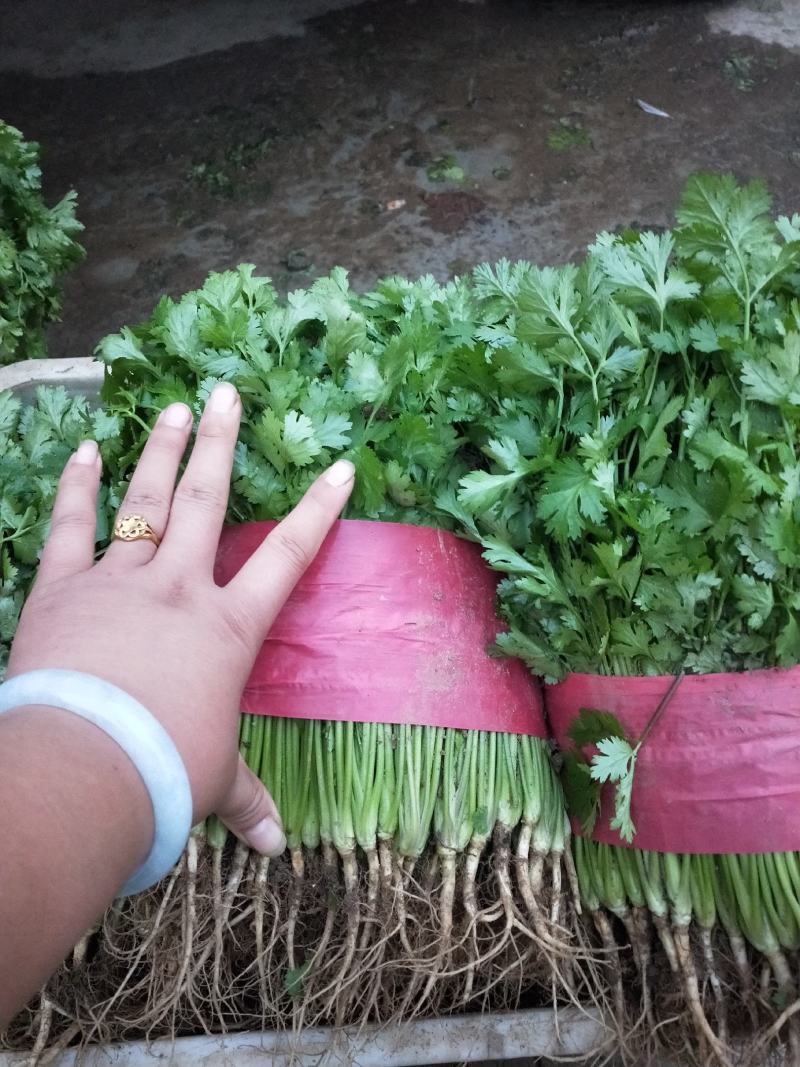 【精品】泰安精品大叶大棚香菜，正在上市中，质优价廉