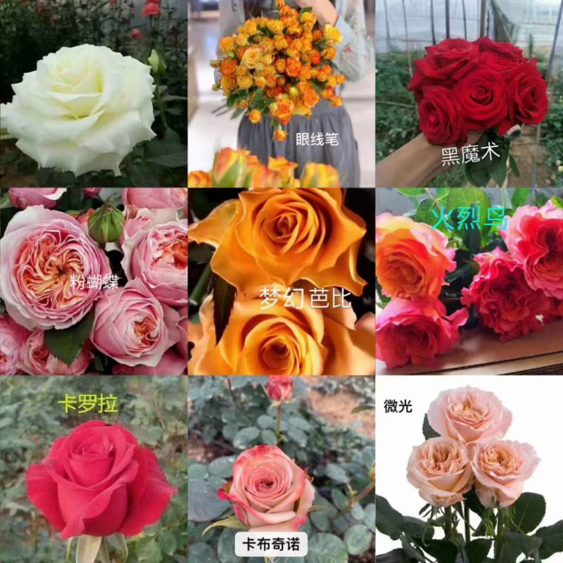 玫瑰苗，三角梅绣球价格优惠质量保证，本基地常年出售各