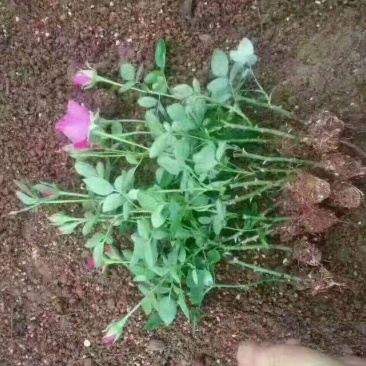 绣球价格优惠质量保证，本基地常年出售各种玫瑰花小苗，