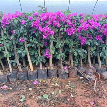 三角梅价格优惠质量保证，本基地常年出售各种玫瑰花小苗，