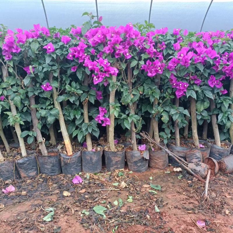 三角梅价格优惠质量保证，本基地常年出售各种玫瑰花小苗，