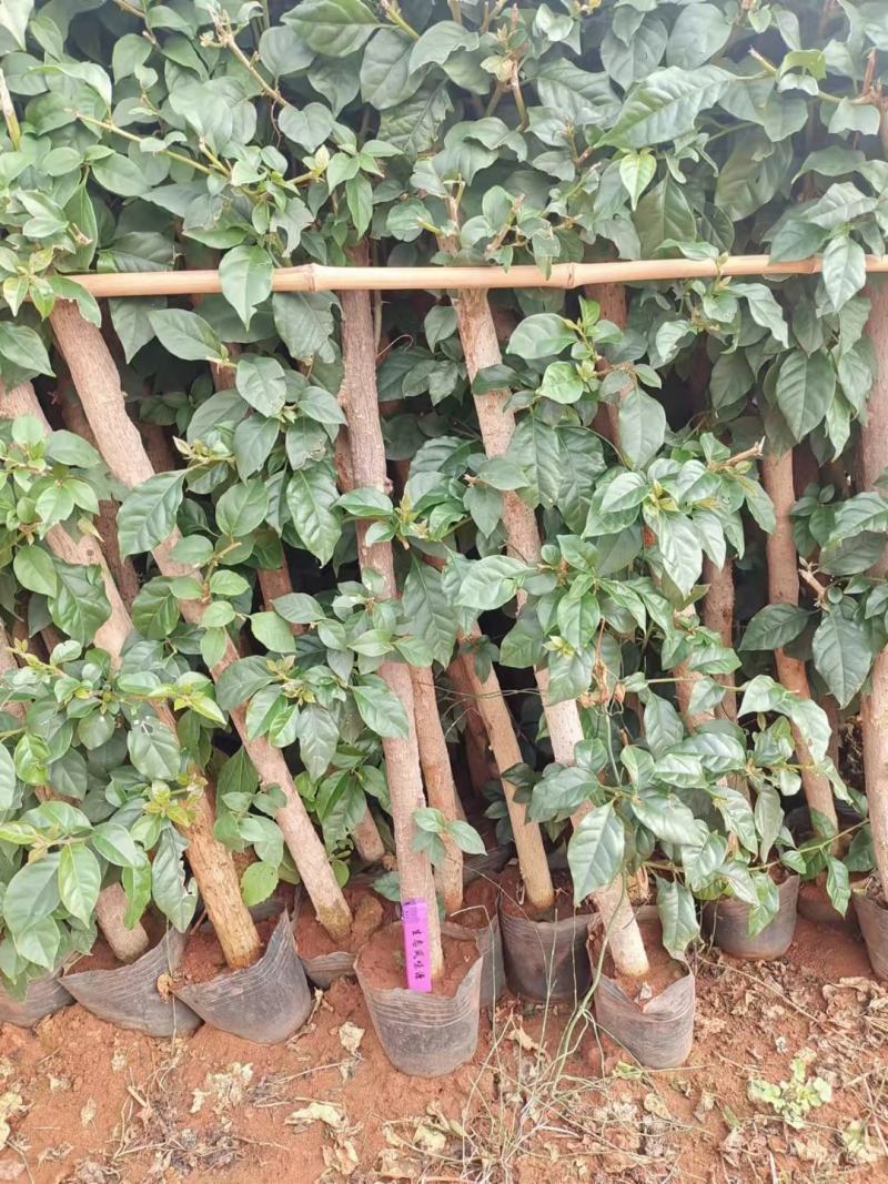 三角梅价格优惠质量保证，本基地常年出售各种玫瑰花小苗，