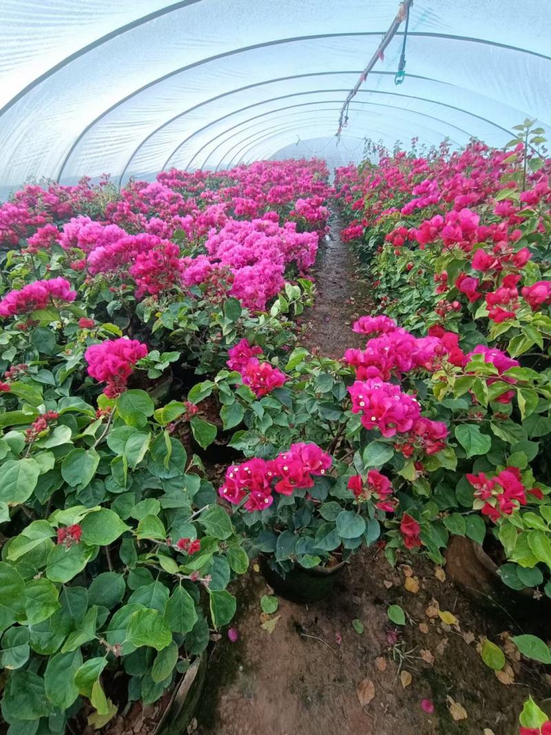 三角梅价格优惠质量保证，本基地常年出售各种玫瑰花小苗，
