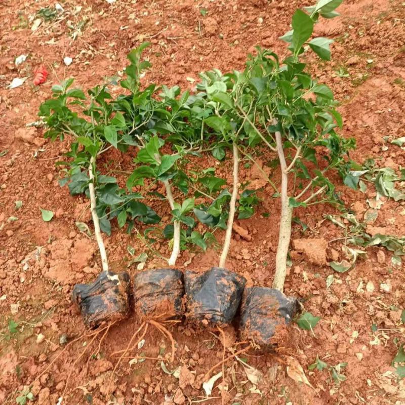 三角梅价格优惠质量保证，本基地常年出售各种玫瑰花小苗，
