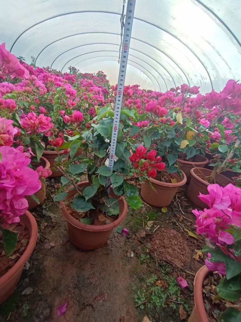 三角梅价格优惠质量保证，本基地常年出售各种玫瑰花小苗，