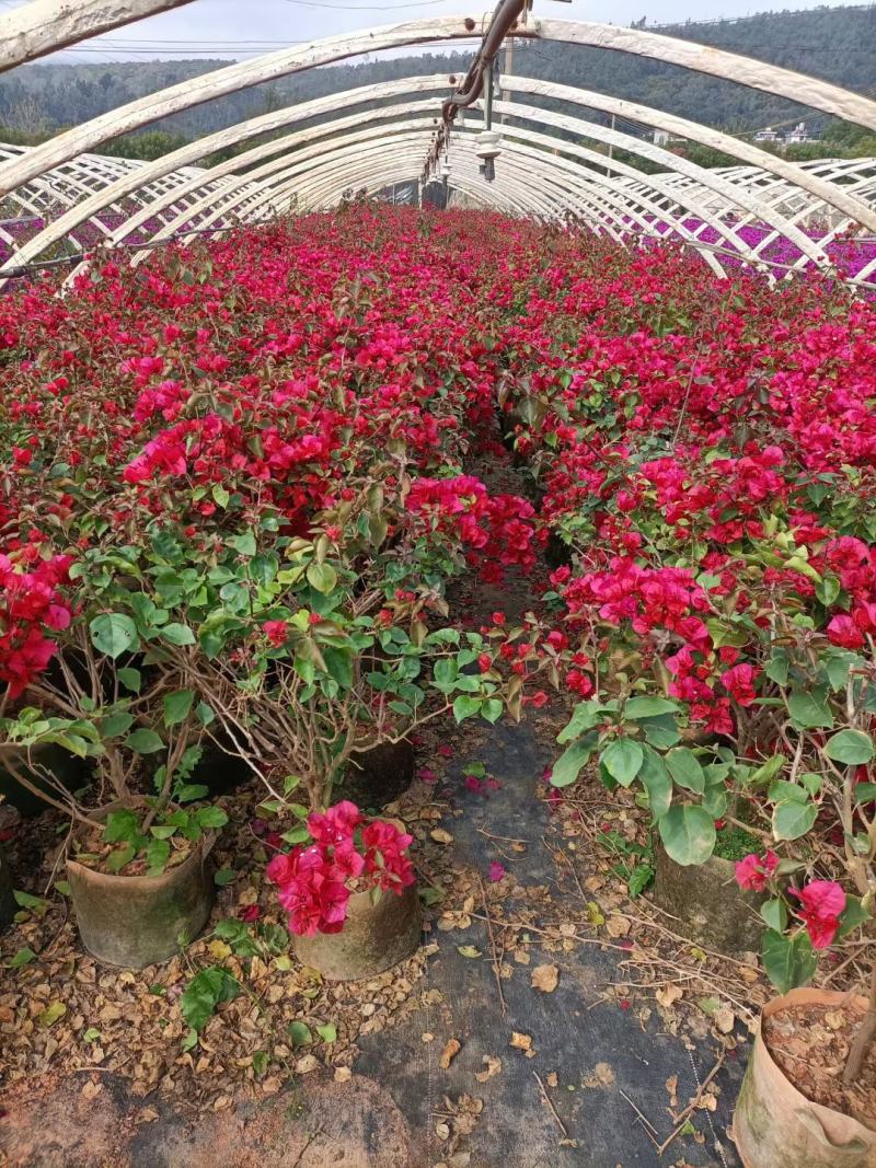 三角梅价格优惠质量保证，本基地常年出售各种玫瑰花小苗，