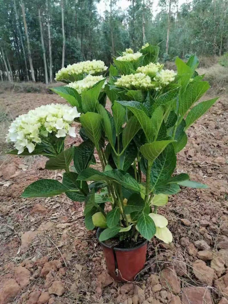 绣球价格优惠质量保证，本基地常年出售各种玫瑰花小苗，