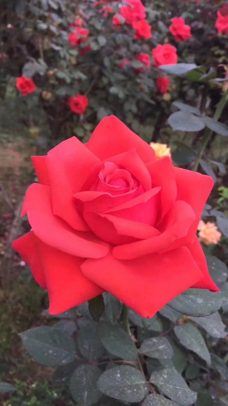 绣球价格优惠质量保证，本基地常年出售各种玫瑰花小苗，