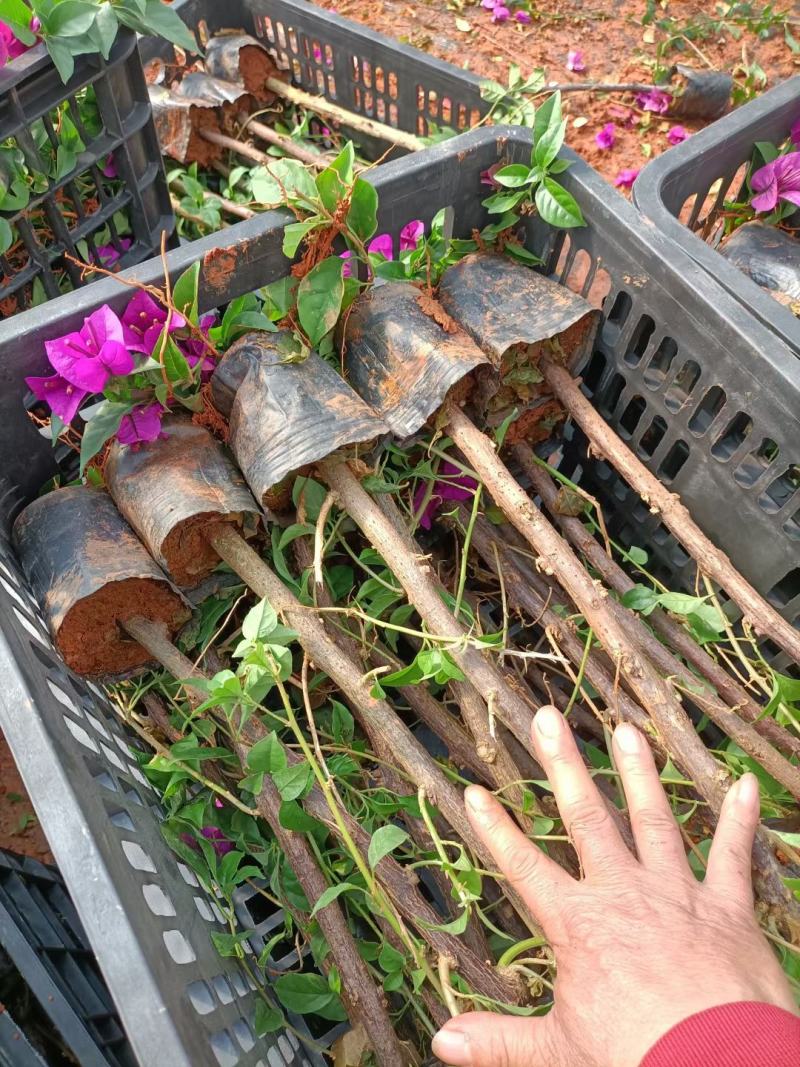 绣球价格优惠质量保证，本基地常年出售各种玫瑰花小苗，