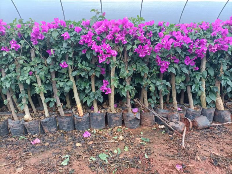 绣球价格优惠质量保证，本基地常年出售各种玫瑰花小苗，