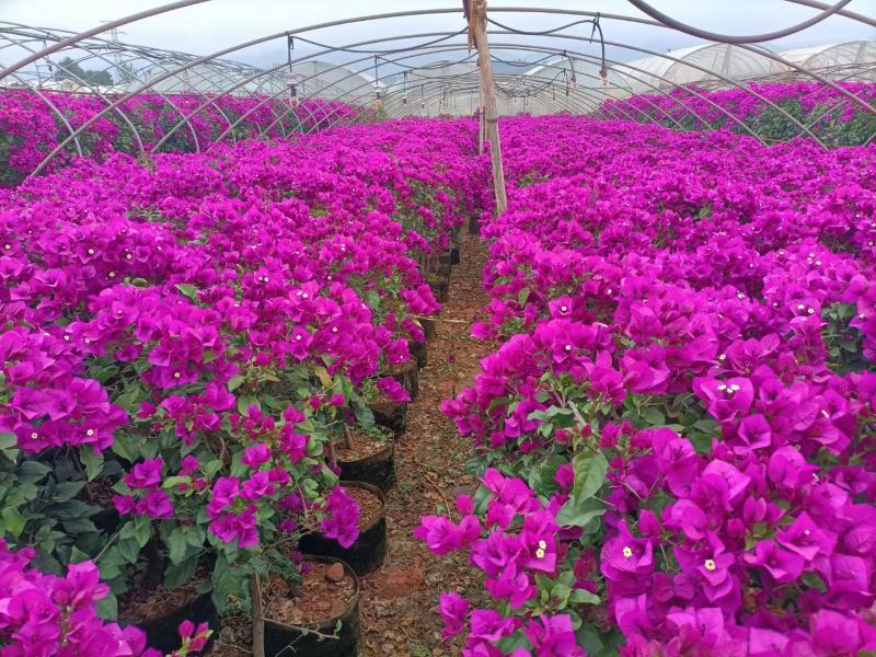 绣球价格优惠质量保证，本基地常年出售各种玫瑰花小苗，
