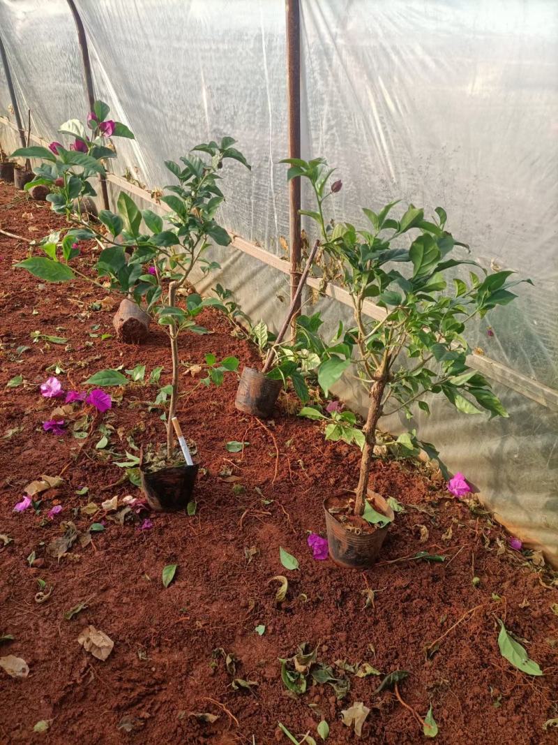 绣球价格优惠质量保证，本基地常年出售各种玫瑰花小苗，