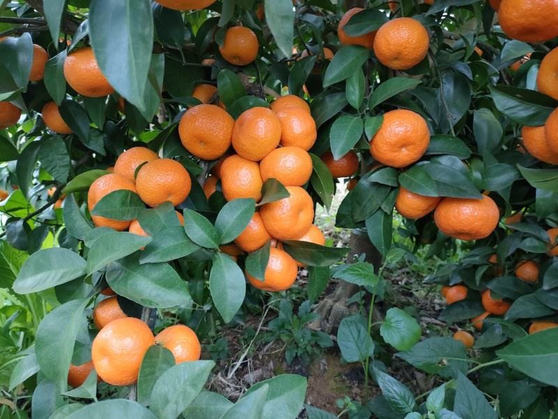 沙糖桔