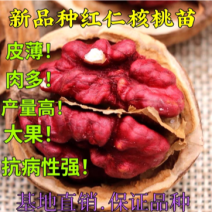 新品种红仁核桃苗嫁接核桃苗南北方种植当年结果热卖！
