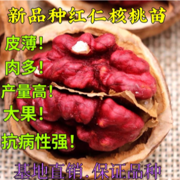 新品种红仁核桃苗嫁接核桃苗南北方种植当年结果热卖！