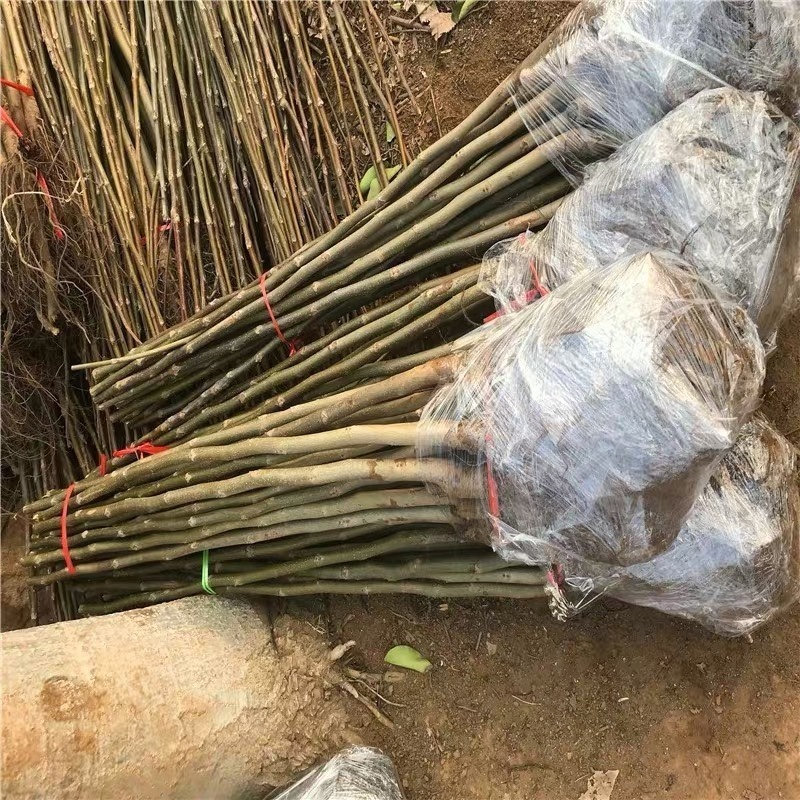 新品种红仁核桃苗嫁接核桃苗南北方种植当年结果热卖！