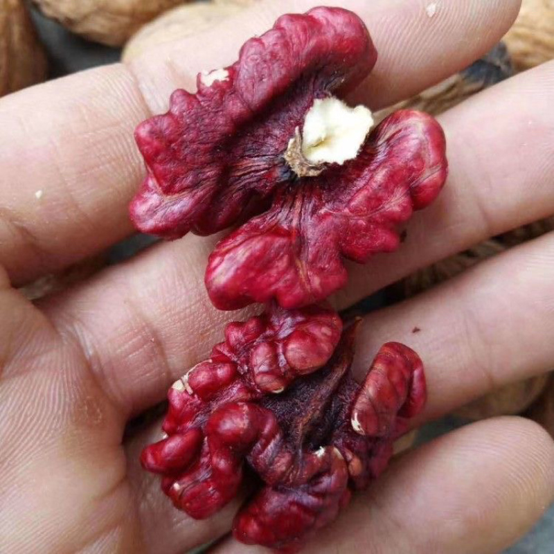 新品种红仁核桃苗嫁接核桃苗南北方种植当年结果热卖！