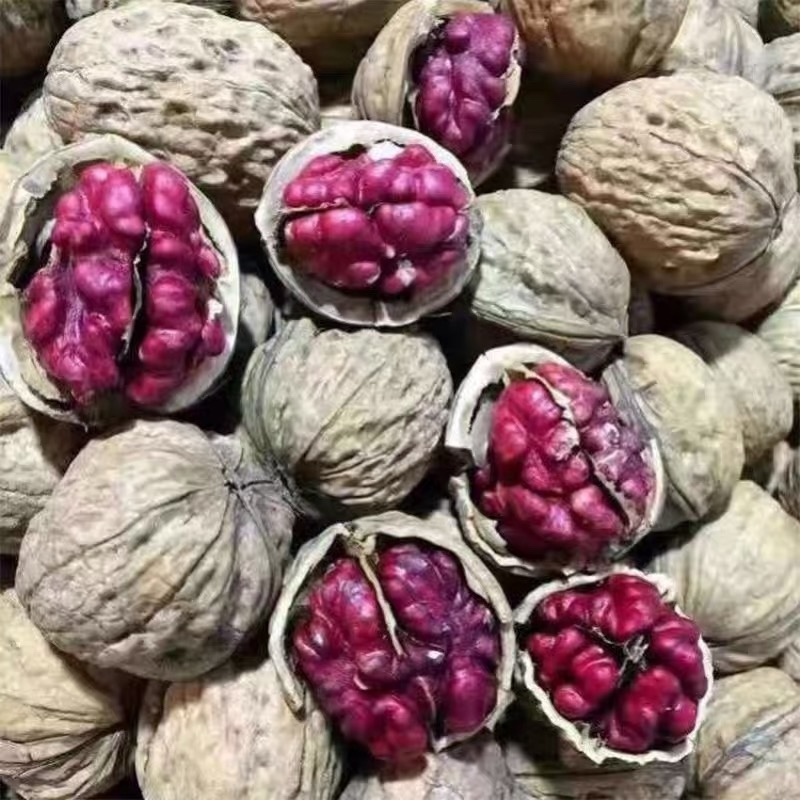 新品种红仁核桃苗嫁接核桃苗南北方种植当年结果热卖！
