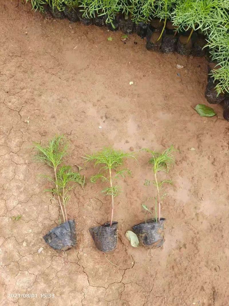 波斯菊，基地直销大量有货常年供应各种草花苗木