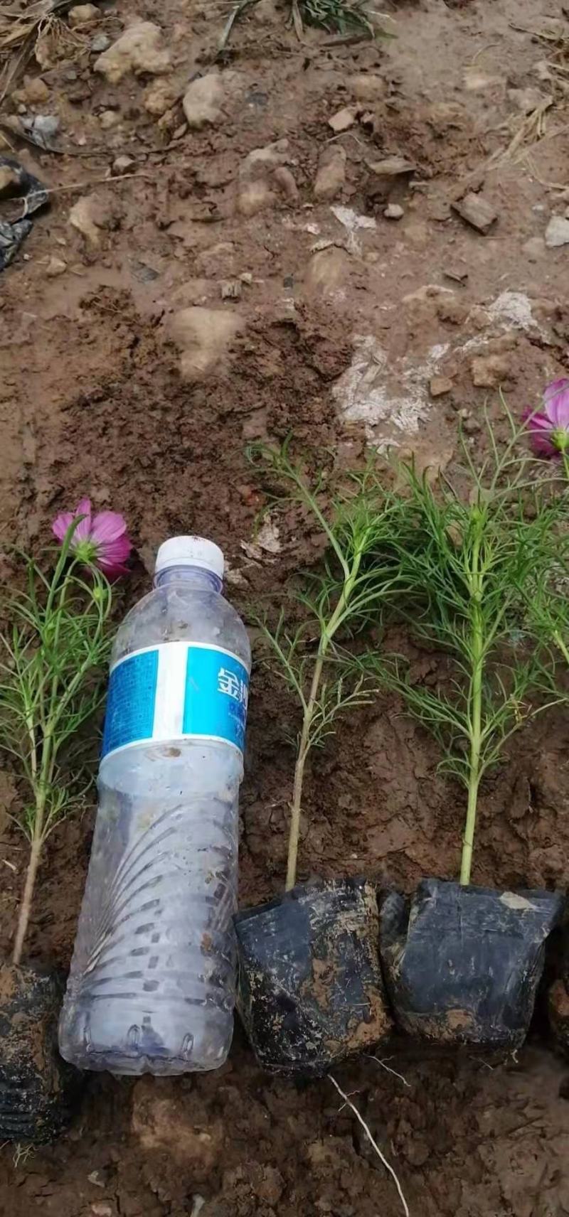 波斯菊，基地直销大量有货常年供应各种草花苗木